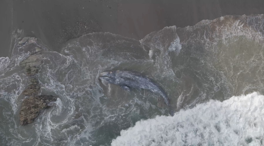 Gray whale washes ashore on Southern California beach