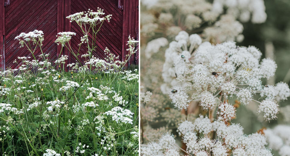 Poison hemlock 