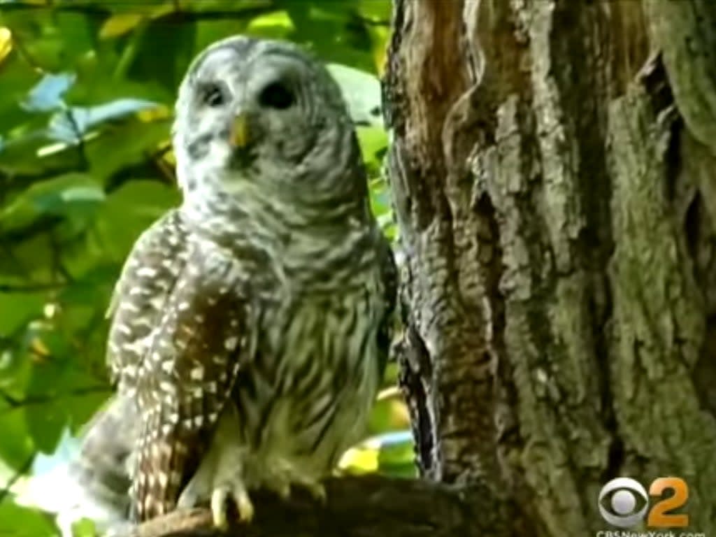 Barry, a Barred owl that was beloved by New Yorkers (CBSNewYork/@BirdCentralPark/Twitter)