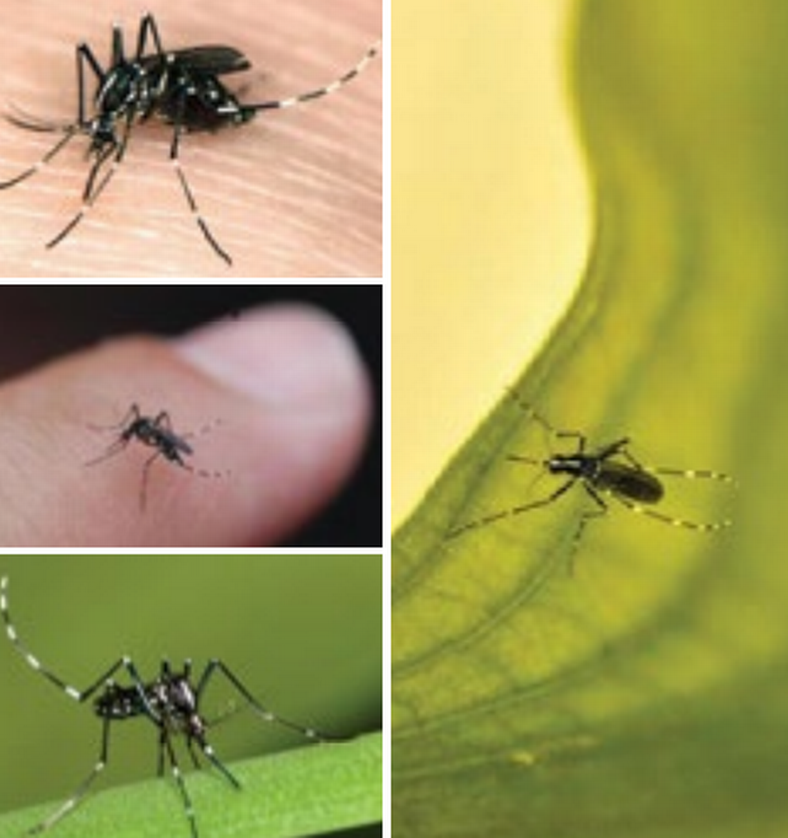 The Asian Tiger Mosquito is one of Georgia’s most known pests. courtesy of the Center for Invasive Species