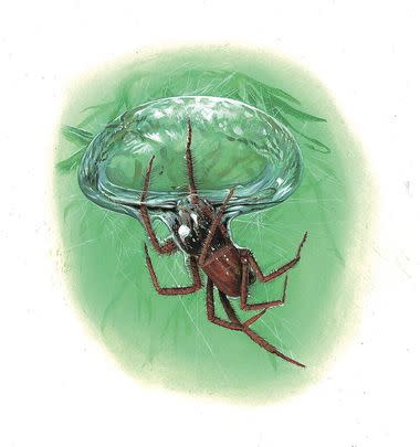 And finally the Diving bell spider — a species of spider that lives almost entirely underwater.