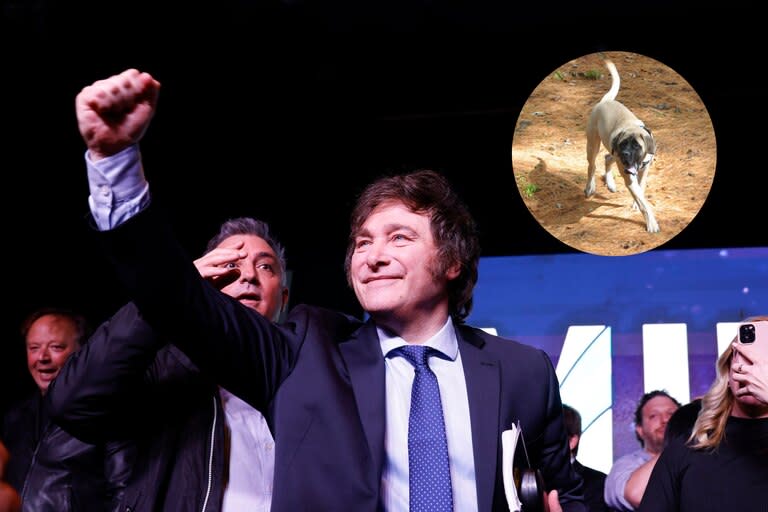 Javier Milei le dedicó el triunfo obtenido en las PASO a sus cinco perros, clones de Conan