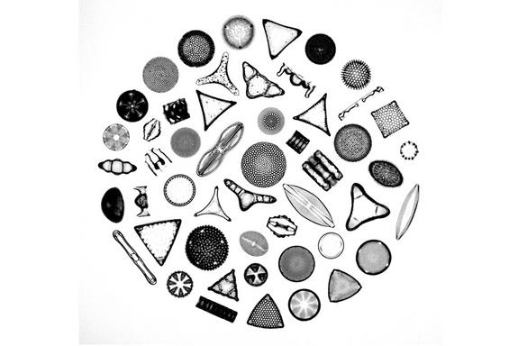 Photomicrograph depicting the siliceous frustules of fifty species of diatoms arranged within a circular shape. Diatoms form the base of many marine and aquatic food chains, and upon death, their glassy frustules form sediments known as diatoma