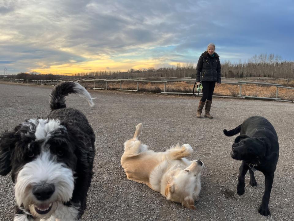 Three happy dogs enjoy a romp in the park in Calgary on Dec. 5 as temperatures rose to the double digits. 