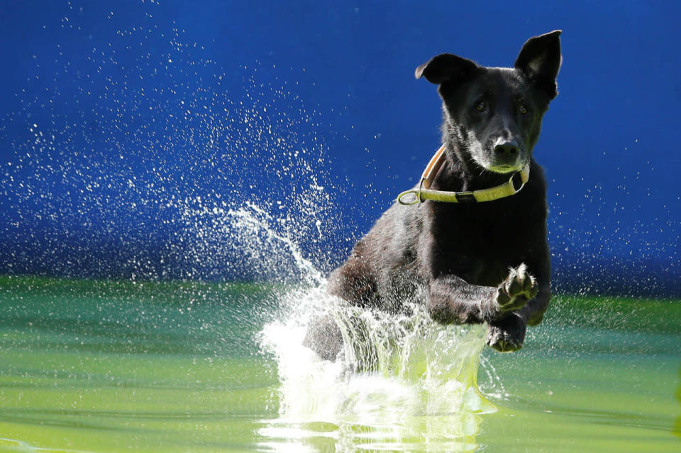 Flying Dogs competition