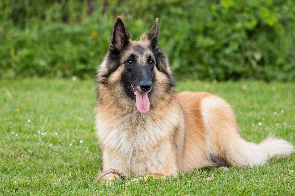 14) Belgian Tervuren