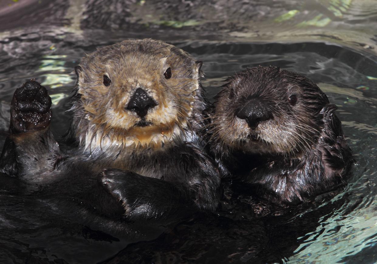 Momentum has grown to return sea otters to the Oregon Coast.