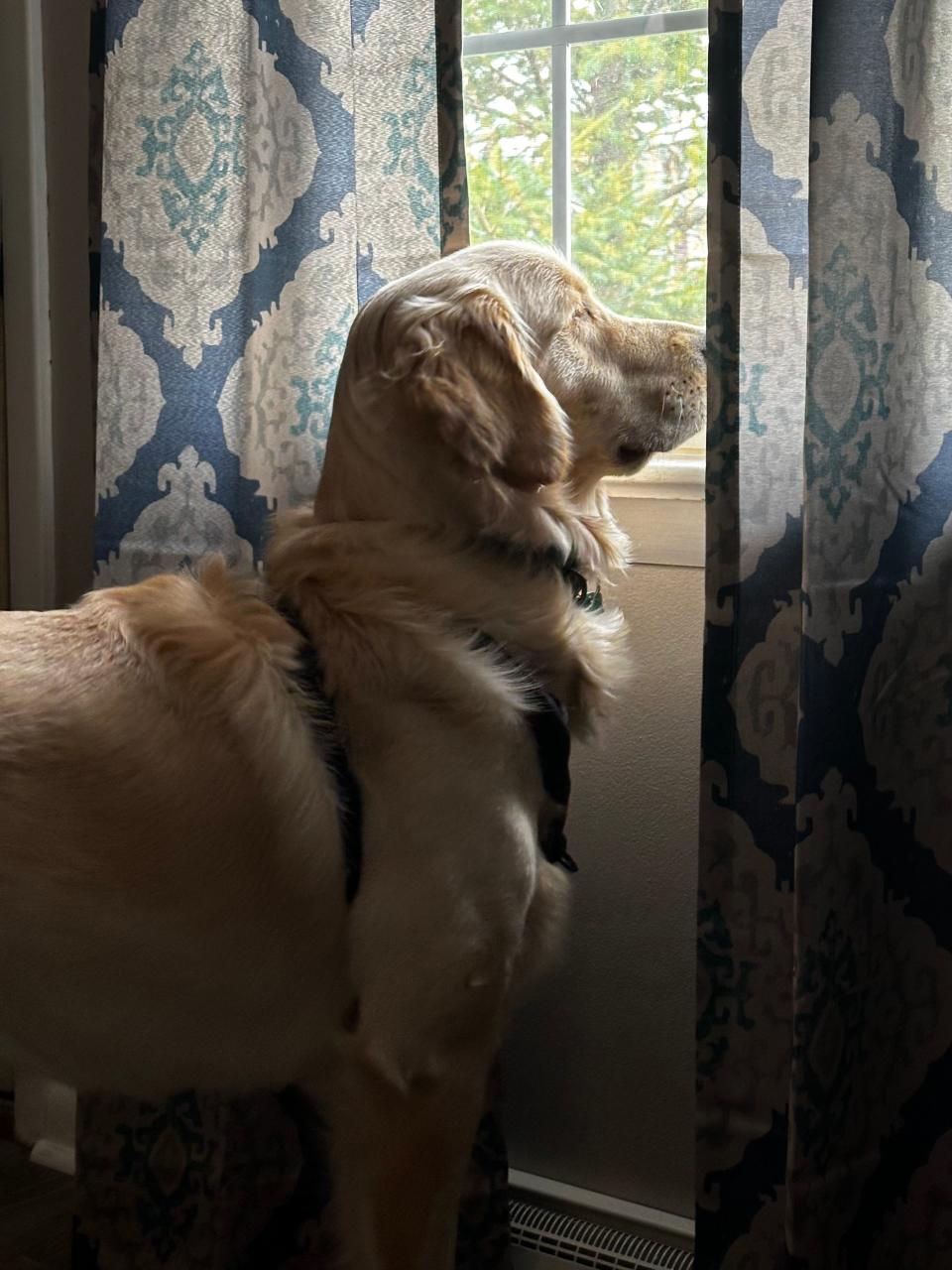 A golden retriever looks out of a house's window in March 2024.