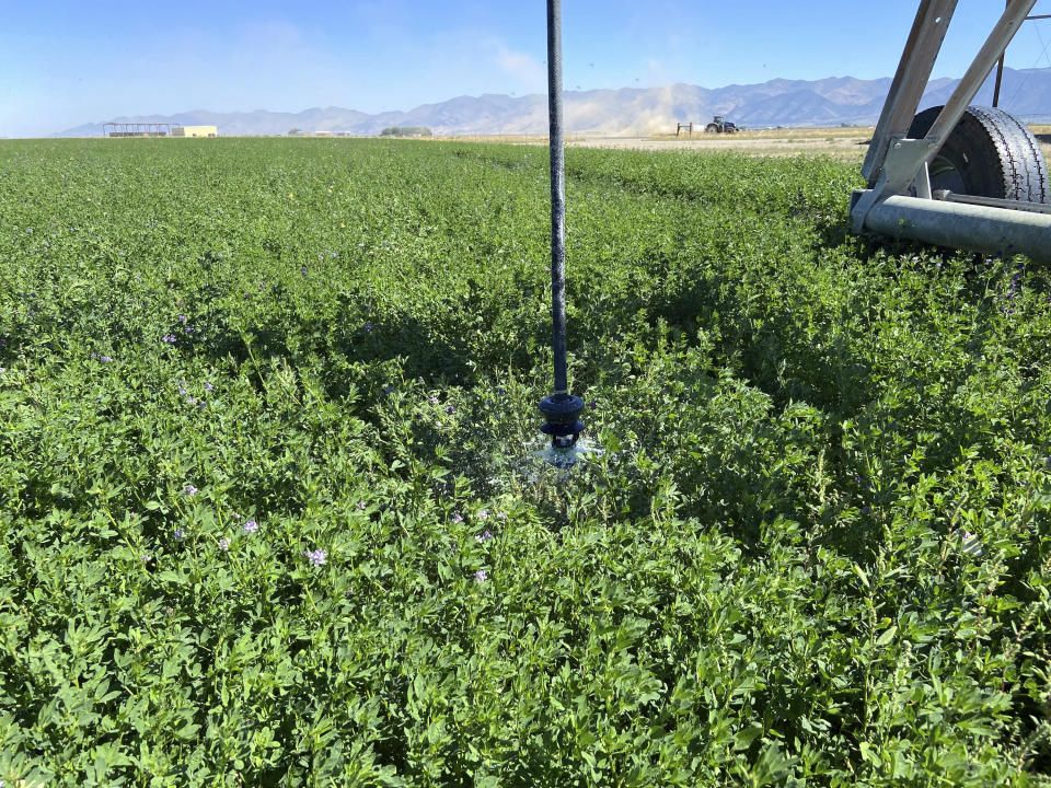 -A close-up look at a low-elevation sprinkler watering alfalfa in Diamond Valley, Nev., on Sept. 2, 2022. Lawmakers in Nevada are considering a bill to buy and retire groundwater rights statewide in areas of depleting groundwater. (Kaleb Roedel/Mountain West News Bureau via AP)