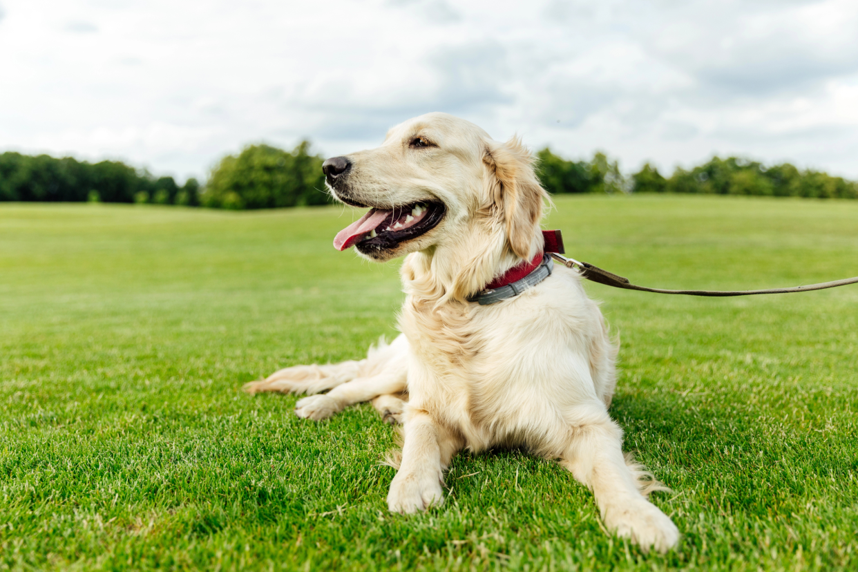 Labrador Retriever