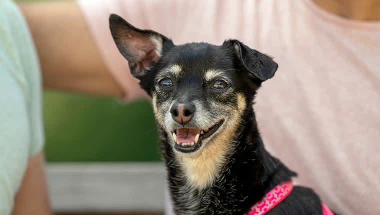 Chihuahua Becomes World’s Oldest Living Dog
