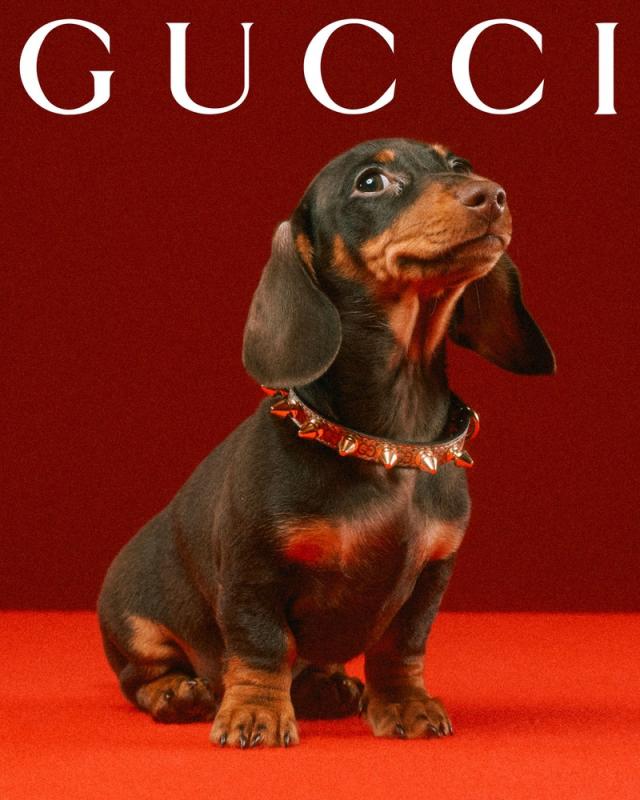 Gucci - Adding a whimsical touch to the everyday, the Gucci Pet