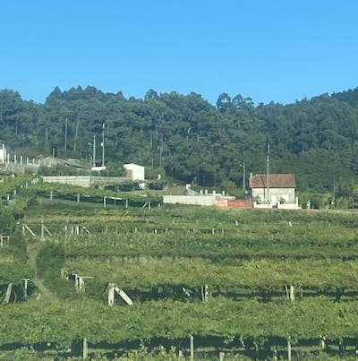 Parras de vino Albariño en la comarca de O Salnés (Galicia). Author provided