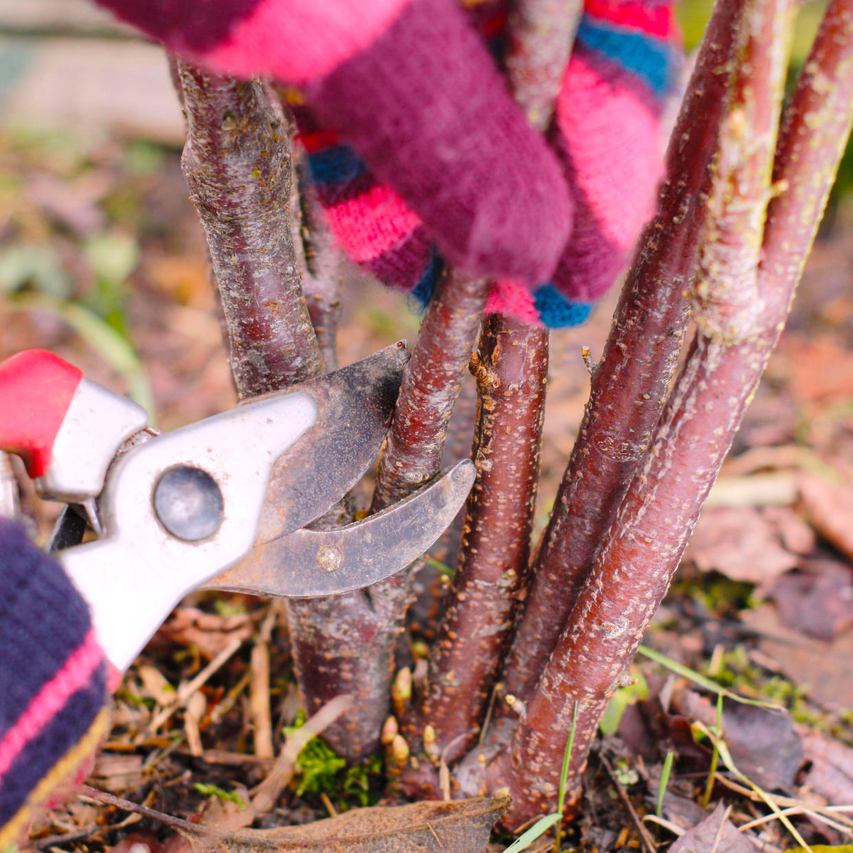  Winter pruning a blackcurrant plant with pruning shears. 