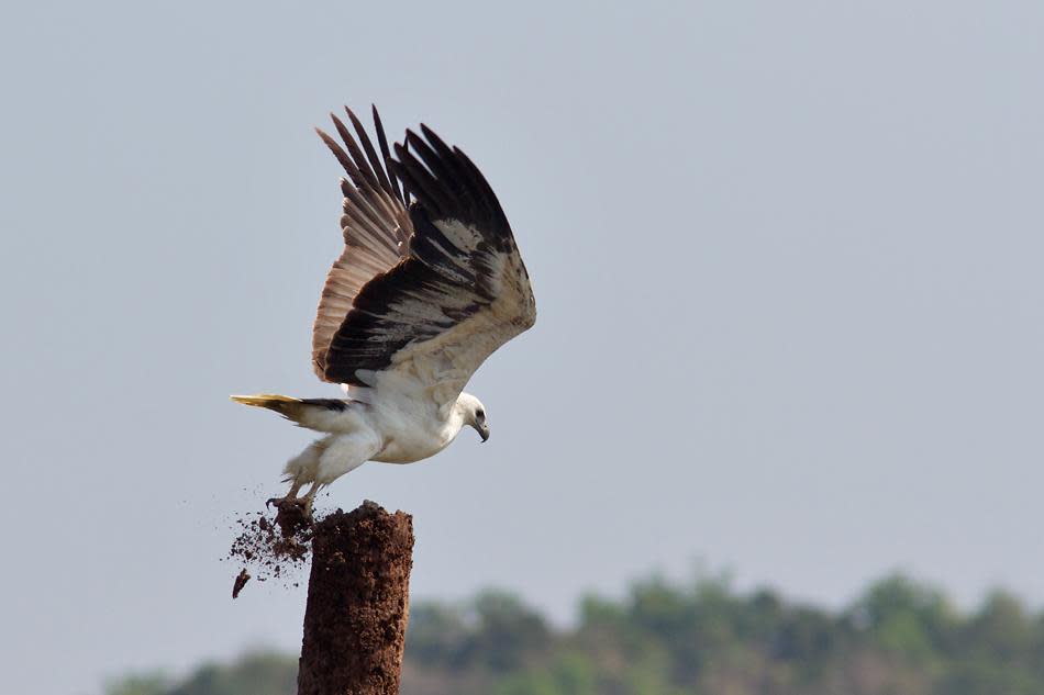 One cannot miss this majestic raptor in the Andamans. Seen all along the coastline, the White-bellied Sea-Eagle (Haliaeetus leucogaster) is a treat to watch as it flies about. The sheer power of the bird is breathtaking (as seen in this picture).