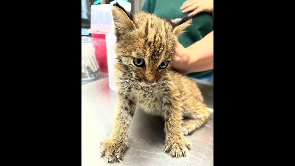 A middle Tennessee couple thought they were rescuing an ordinary kitten when it wandered onto their back porch Friday, June 17, a local rescue group said.