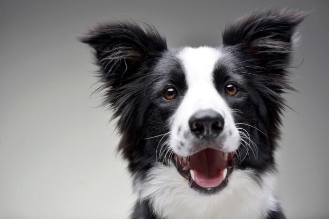 Watch Border Collies' Perfectly Timed Dance to Michael Jackson's 'Thriller