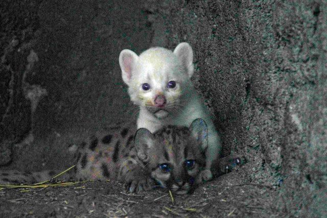 <p>Oswald Rivas/AFP via Getty</p> A four-week-old albino puma cub, born in captivity and considered an endangered species, is pictured next to its brother at Thomas Belt Zoo in Juigalpa, Nicaragua, on August 23, 2023.