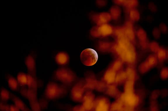 Mandatory Credit: Photo by Virginia Mayo/AP/REX/Shutterstock (10069464b) The Super Blood Wolf Moon eclipse between branches of a tree in Antwerp, Belgium, . The eclipse takes place when the full moon is at or near the closest point in its orbit to Earth, a time popularly known as a supermoon. This means the Moon is deeper inside the umbra shadow and therefore may appear darker Lunar Eclipse, Antwerp, Belgium - 21 Jan 2019