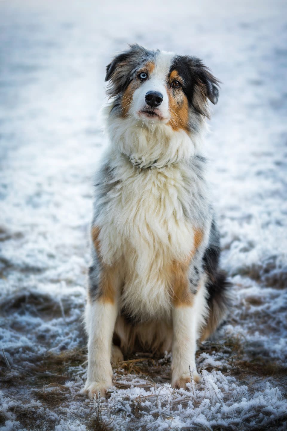 Australian Shepherd