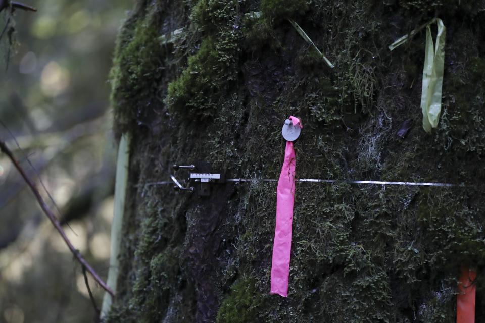 A dendrometer surrounds a Douglas fir tree that died as a result of insect damage following heat stress in the Willamette National Forest, Ore., Friday, Oct. 27, 2023. Scientists are investigating what they say is a new, woefully underestimated threat to the world’s plants: climate change-driven extreme heat. (AP Photo/Amanda Loman)