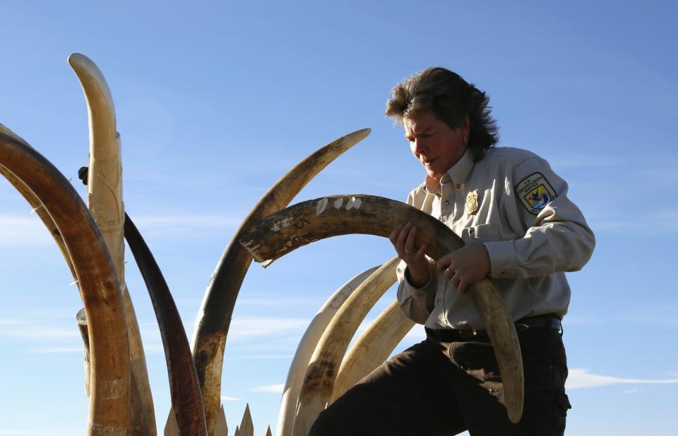 A federal wildlife officer with the U.S. Fish and Wildlife Service lifts a confiscated carved elephant tusk, before 6 tons of ivory was crushed, in Denver, Colorado