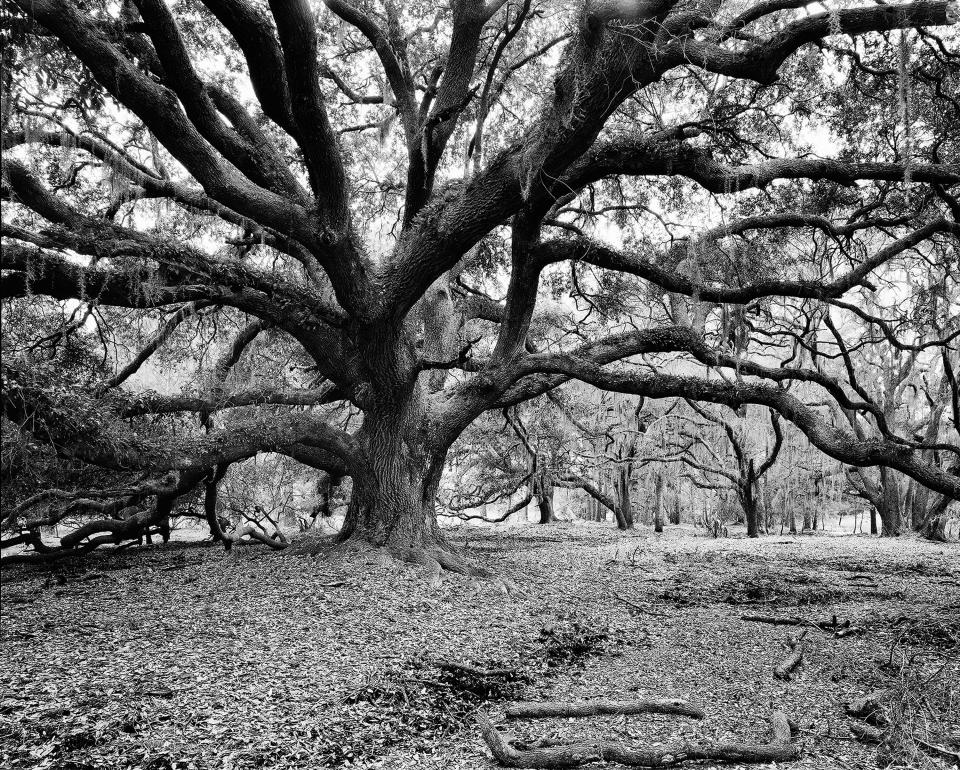 'Ossabaw, Big Live Oak' by Eric Hartley
