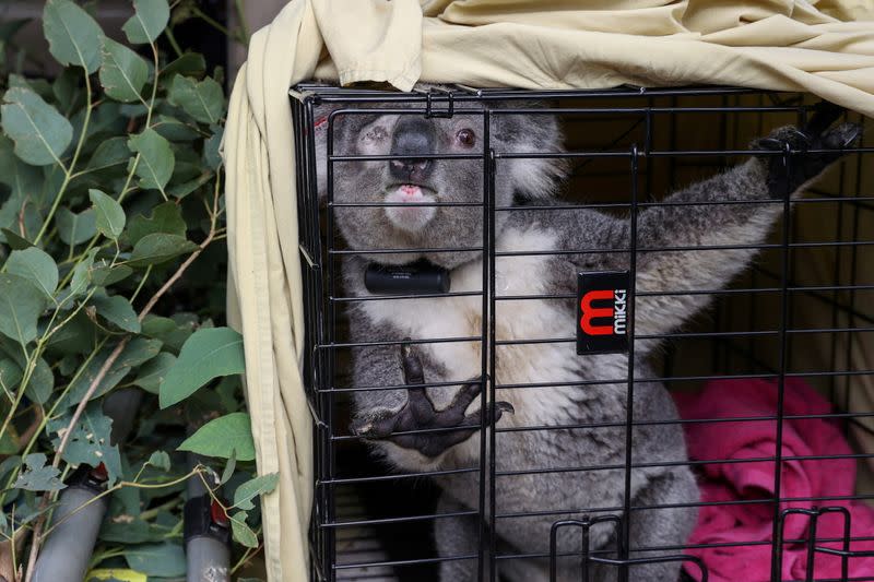FILE PHOTO: A koala named Ernie about to be released after treatment for chlamydia in Grose Vale, Sydney, Australia, July 25, 2020