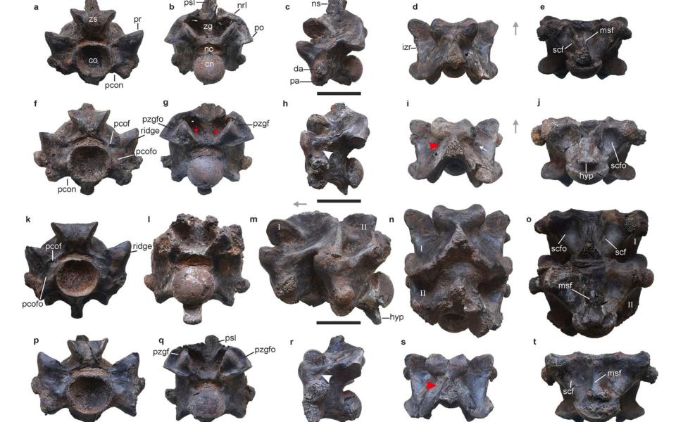 Some of the vertebrae of Vasuki indicus found in an open face coal mine