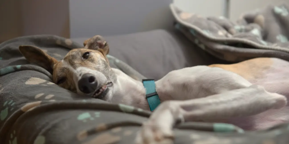 Hunde können sich offenbar bei Menschen mit Affenpocken anstecken. (Symbolbild) - Copyright: Rhys Leonard/EyeEm via Getty Images