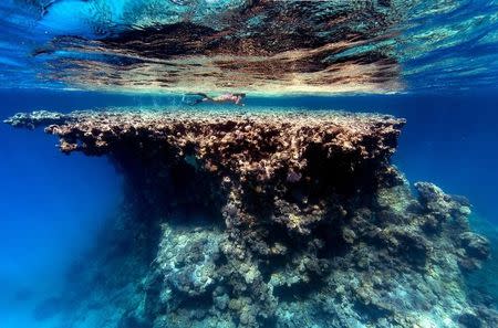 A diver swims above a reef in the Rose Atoll Marine National Monument and National Wildlife Refuge in the Pacific Ocean south of Hawaii, US in this undated handout photo obtained by Reuters September 27, 2017. Ian Shive/U.S. Fish and Wildlife Service/Handout via REUTER