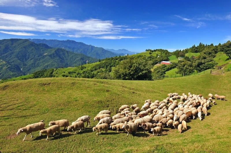 圖/清境農場-羊群