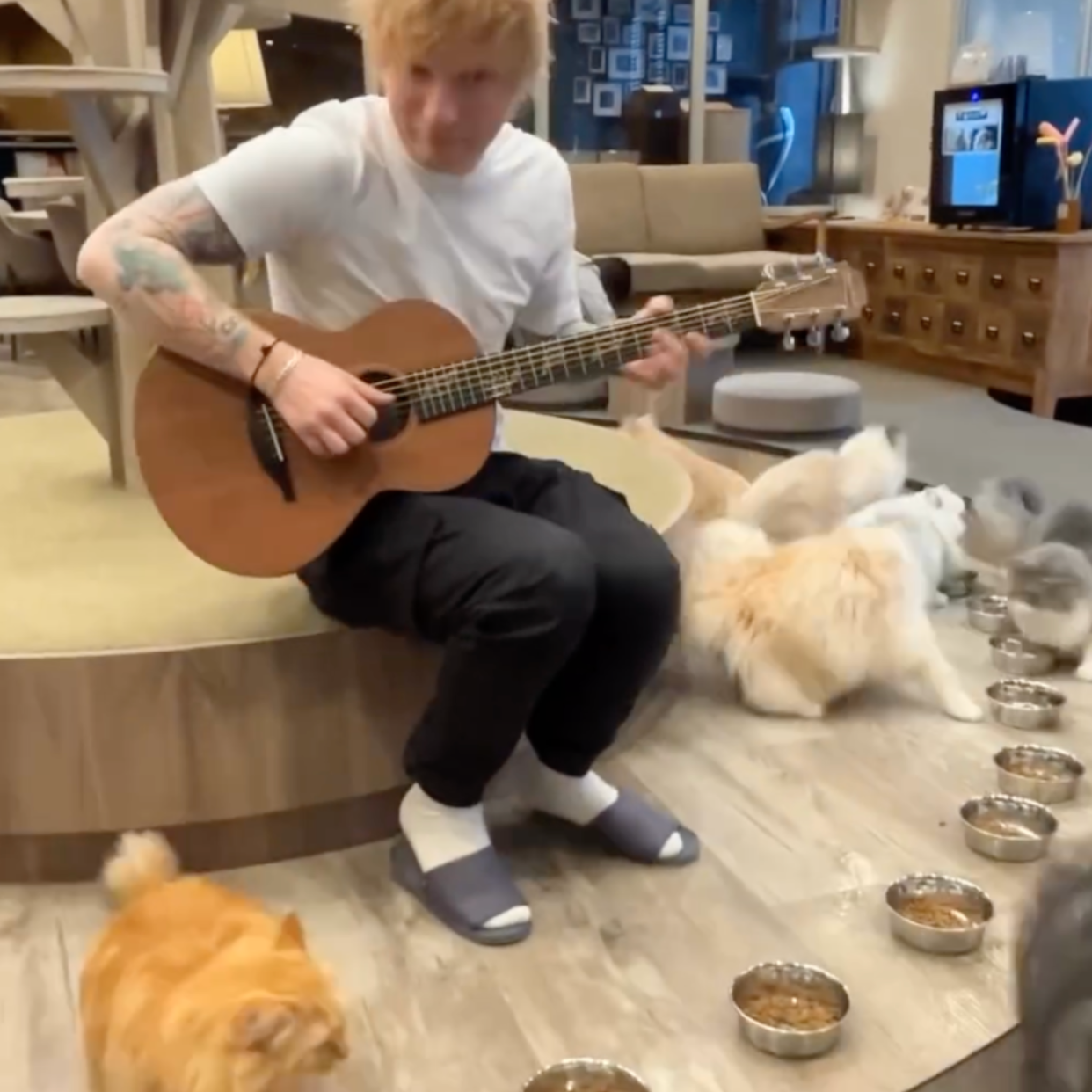  Ed Sheeran serenading cats. 