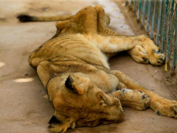 Five African lions were found in an emaciated state (AFP via Getty Images)