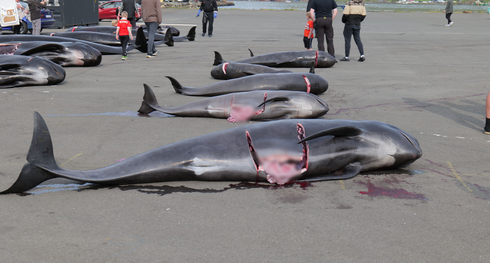 Dead pilot whales lined up along the Faroe Islands coast. 