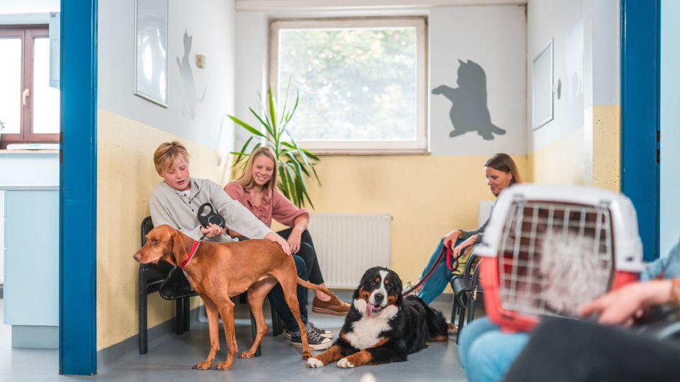 People sat in vet's waiting room with cats and dogs