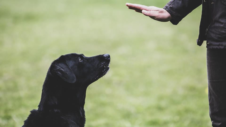 Hand telling black lab to sit