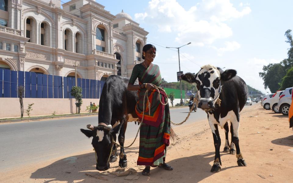 Don't be surprised if you see cows roaming the streets