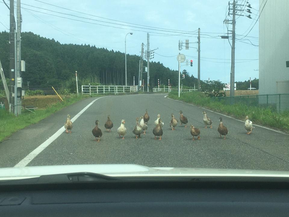 <p>推主兜風突遇「群鴨路霸」擋車　無奈對峙：鴨力山大啊！</p>
