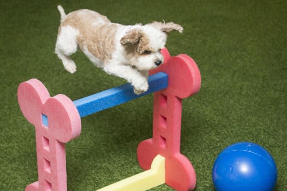 Rosie the Cavalier Poodle Cross, or Cavapoo, playing on an indoor state-of-the-art hygienic artificial grass play area at Bellslea Hills Pet Hotel and Spa. PRESS ASSOCIATION Photo. Picture date: Wednesday March 11, 2015. A new hotel with private suites, temperature-controlled flooring and a state-of-the-art spa has opened - catering only for dogs. Bellslea Hills Pet Hotel and Spa opened this week in Ayr and is based on facilities in Beverley Hills and Hollywood, staff said. Photo credit should read: Danny Lawson/PA Wire