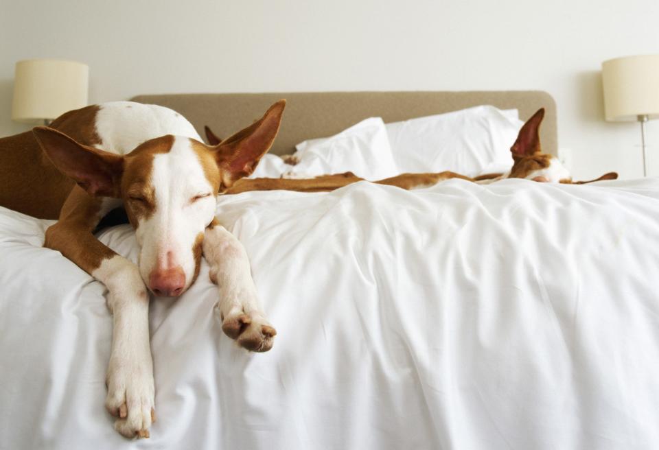 If your pet sleeps on your pillow, it might be smart to swap out your pillowcase nightly.