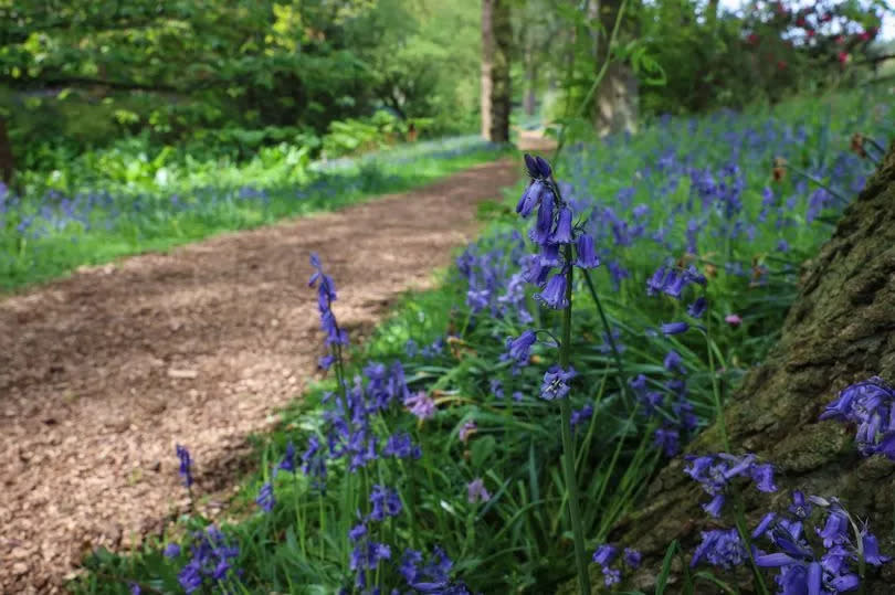 Rode Hall estate near Scholar Green holds an annual bluebell walk during spring -Credit:Pete Stonier / Stoke Sentinel