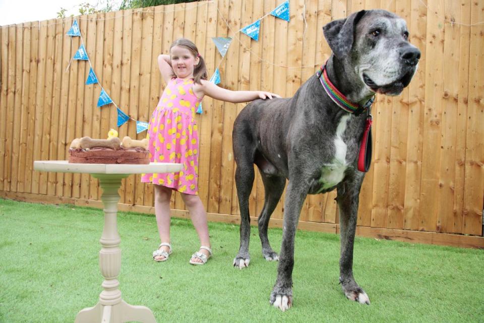 佛萊迪去年5月才過8歲生日。（翻攝Freddy The Worlds Tallest Dog臉書）