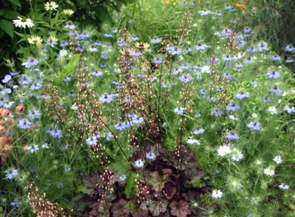 Love-in-a-Mist is the common name for a cottage garden flower named Nigella damascema. It is popular in English gardens and grows well in Western Washington.