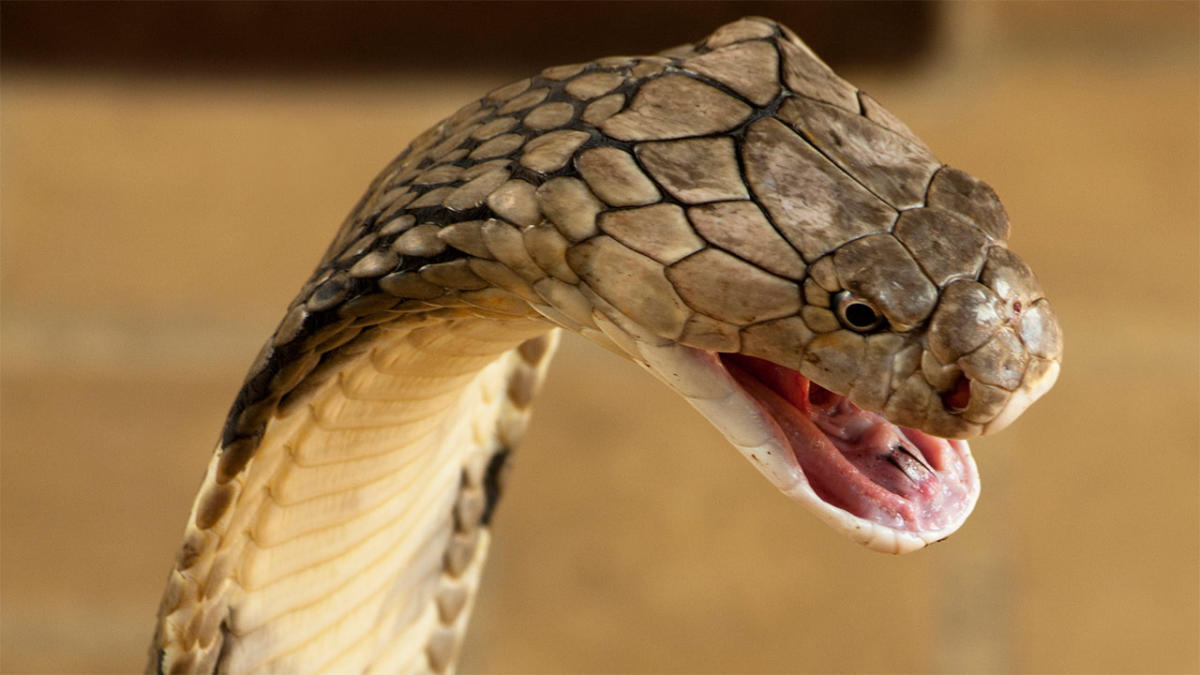 Cobra's severed head bites, kills chef