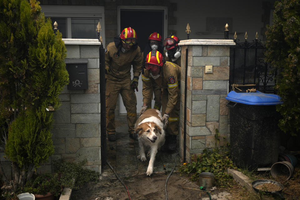 Firefighters evacuate a dog from a house during a wildfire in Acharnes a suburb of northern Athens, Greece, Wednesday, Aug. 23, 2023. Water-dropping planes from several European countries joined hundreds of firefighters Wednesday battling wildfires raging for days across Greece that have left at least 20 people dead, while major blazes were also burning in Spain's Tenerife and in northwestern Turkey near the Greek border. (AP Photo/Thanassis Stavrakis)