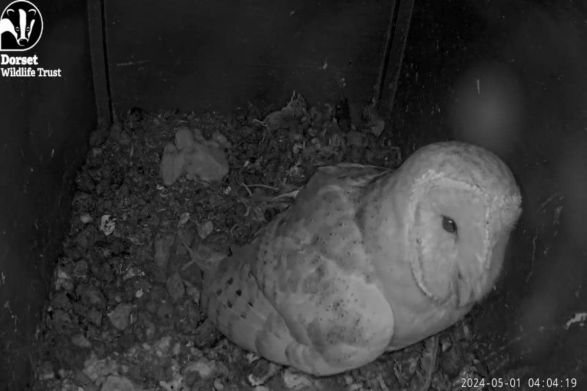Four owlet chicks have hatched in Weymouth <i>(Image: Dorset Wildlife Trust)</i>