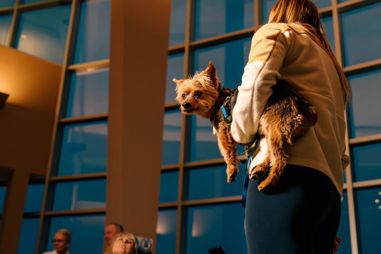 Un yorkie llamado Rex se prepara para despegar en el Aeropuerto Teterboro en Moonachie, Nueva Jersey, el 28 de abril de 2023. (Clark Hodgin/The New York Times)
