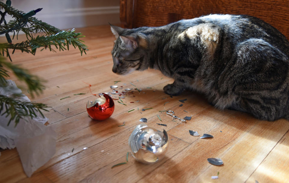 Cats love breaking ornaments. <p>dba duplessis/Shutterstock</p>