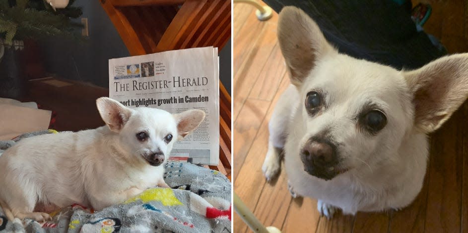 A split image of a 23-year-old Chihuahua named Spike, who was named the world's oldest dog by Guinness World Records.